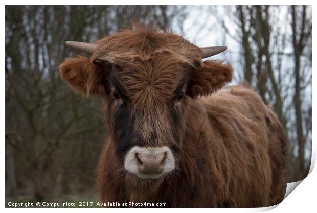 young galloway cow Print by Chris Willemsen