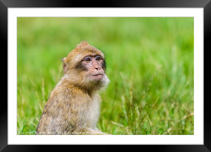 Young Barbary macaque with its mouth full of grape Framed Mounted Print by Jason Wells