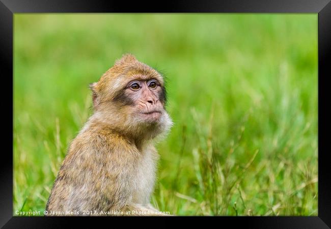 Young Barbary macaque with its mouth full of grape Framed Print by Jason Wells