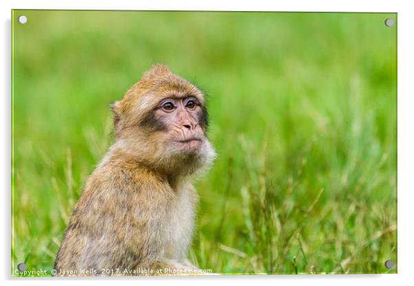 Young Barbary macaque with its mouth full of grape Acrylic by Jason Wells