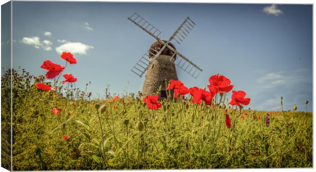 Beauty in the Field Canvas Print by andrew blakey