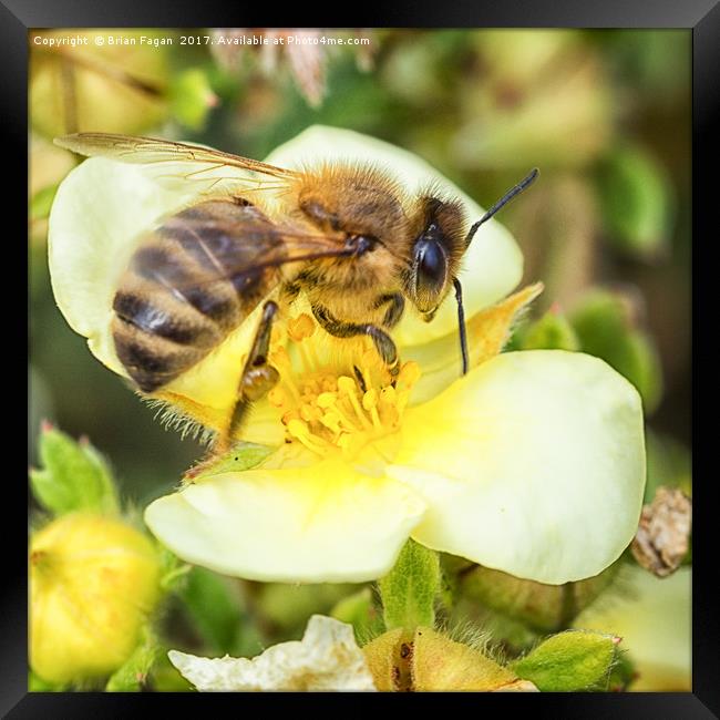 Honey Bee Framed Print by Brian Fagan