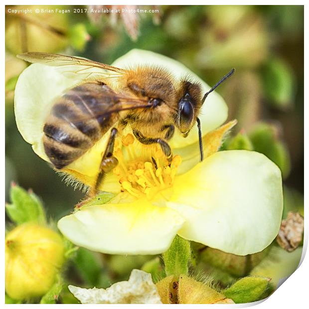 Honey Bee Print by Brian Fagan