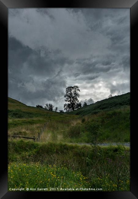 Lone Tree in Wales Framed Print by Ann Garrett