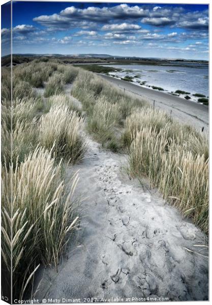 West Wittering Beach Sand Dunes & Grass Canvas Print by Moty Dimant