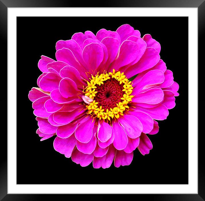 Beautiful Purplish Flower Close Up Framed Mounted Print by james balzano, jr.