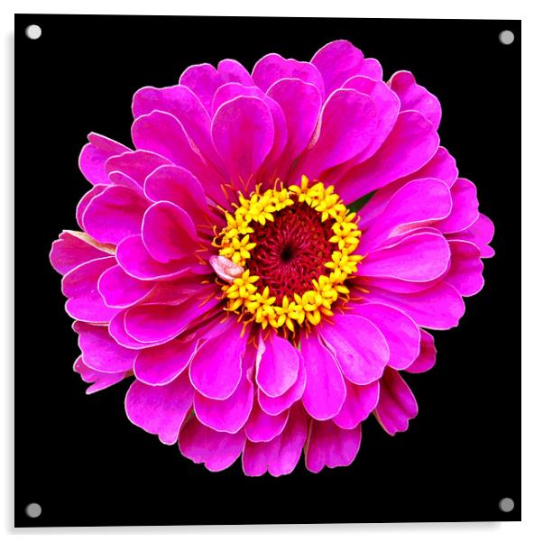 Beautiful Purplish Flower Close Up Acrylic by james balzano, jr.