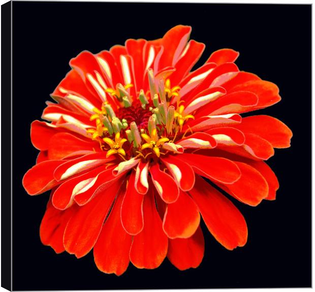 Colorful Red Flower Canvas Print by james balzano, jr.