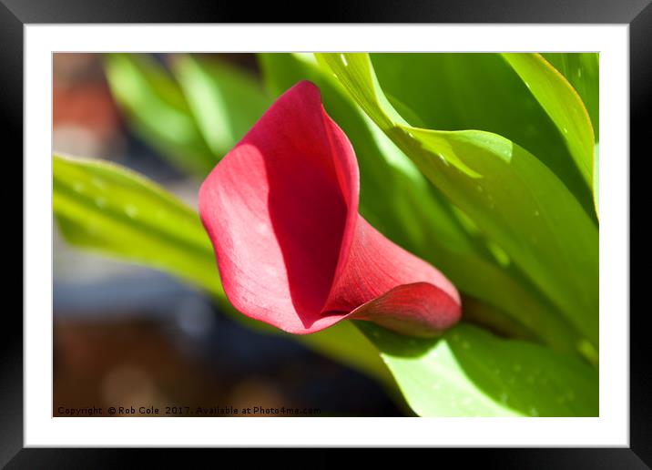 Radiant Pink Lily Framed Mounted Print by Rob Cole