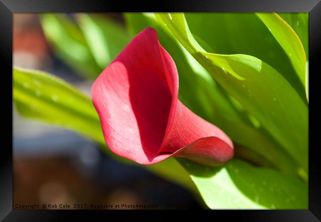 Radiant Pink Lily Framed Print by Rob Cole