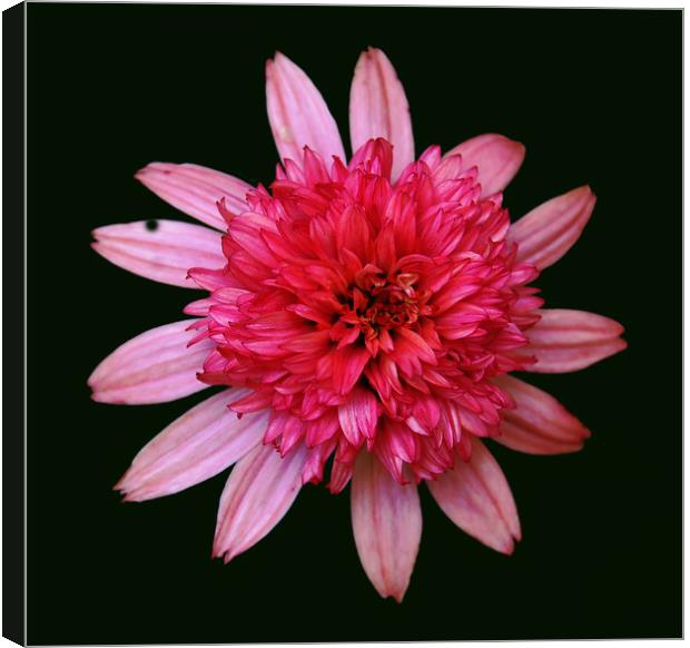 Bunched Up Pink Flower Canvas Print by james balzano, jr.