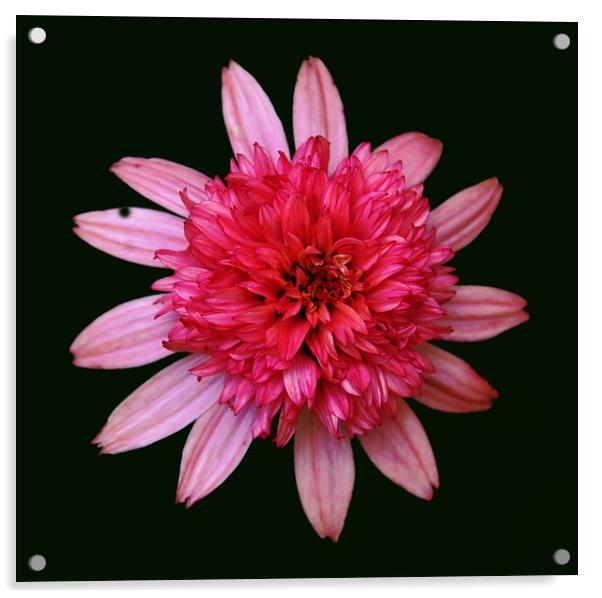 Bunched Up Pink Flower Acrylic by james balzano, jr.