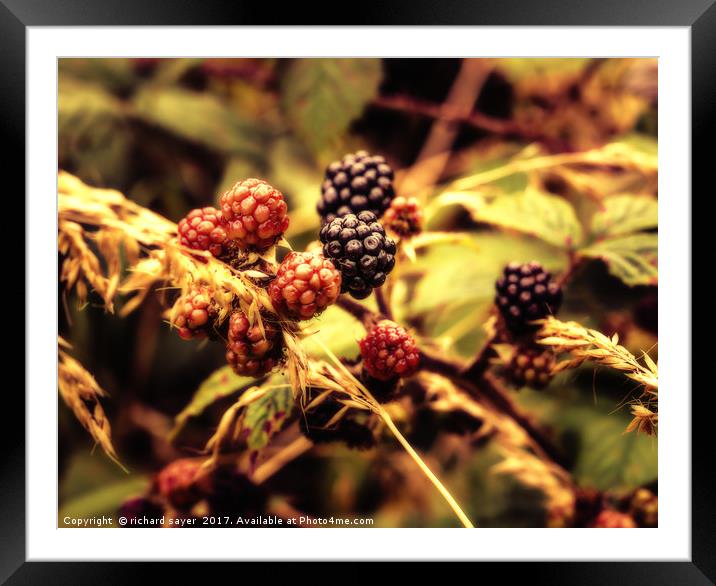 Fruits of the Forest Framed Mounted Print by richard sayer