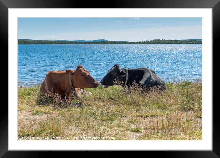 tow cow on the beach in norway Framed Mounted Print by Chris Willemsen