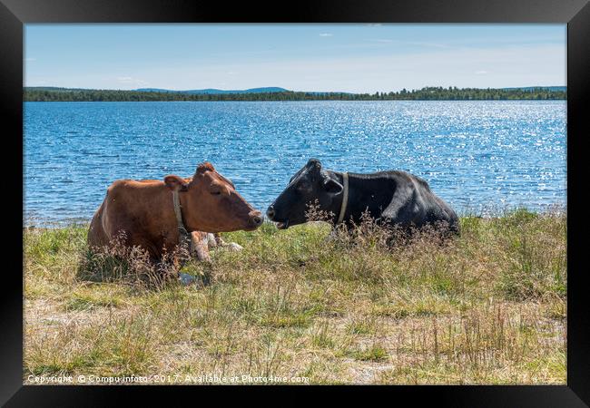 tow cow on the beach in norway Framed Print by Chris Willemsen