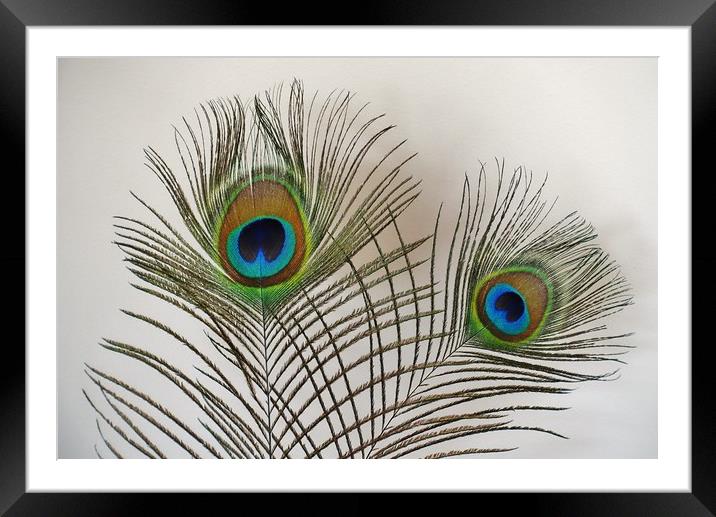   Feathered Friends                              Framed Mounted Print by John Iddles