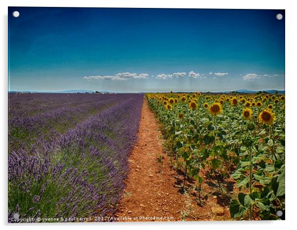 Lavender & Sunflowers, Provence Acrylic by yvonne & paul carroll