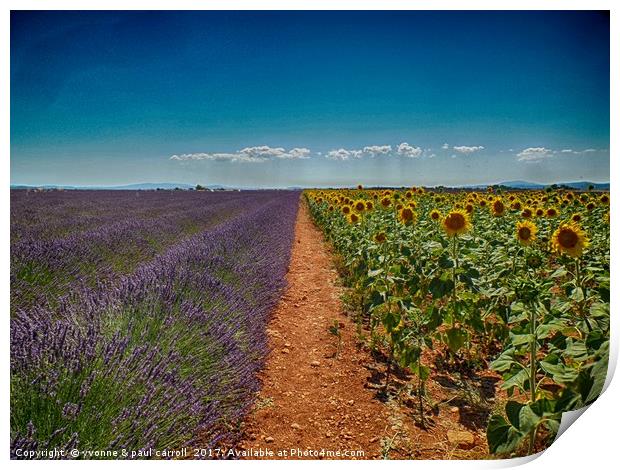 Lavender & Sunflowers, Provence Print by yvonne & paul carroll
