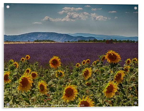 Lavender & Sunflowers, Provence Acrylic by yvonne & paul carroll