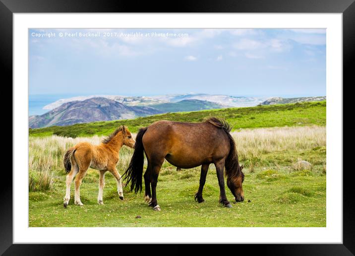 Carneddau Pony and Foal Framed Mounted Print by Pearl Bucknall