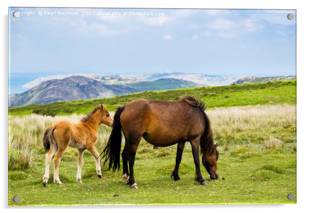 Carneddau Pony and Foal Acrylic by Pearl Bucknall