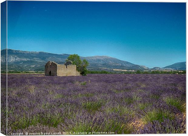Lavender fields, Provence Canvas Print by yvonne & paul carroll