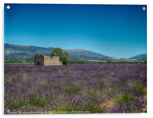 Lavender fields, Provence Acrylic by yvonne & paul carroll