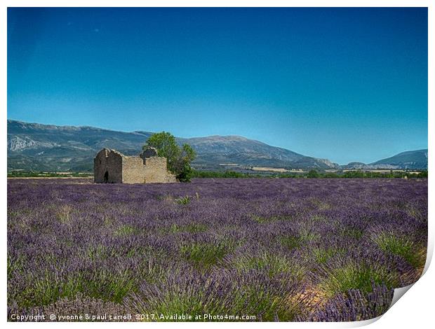 Lavender fields, Provence Print by yvonne & paul carroll