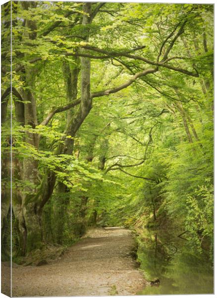 Summer woods  Canvas Print by Paul Fine