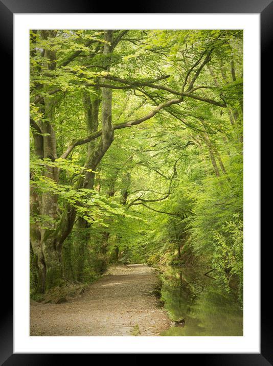 Summer woods  Framed Mounted Print by Paul Fine