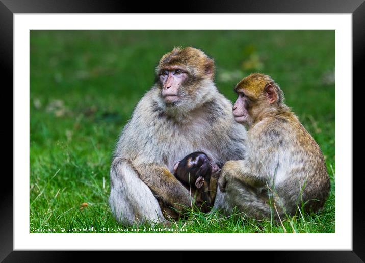 Family of Barbary macaques Framed Mounted Print by Jason Wells
