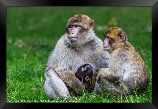 Family of Barbary macaques Framed Print by Jason Wells