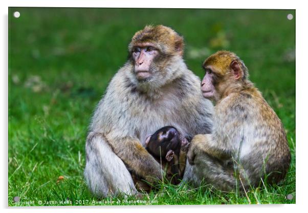 Family of Barbary macaques Acrylic by Jason Wells
