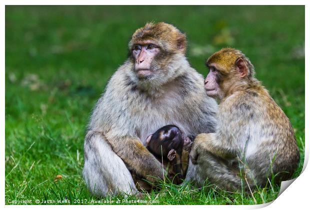 Family of Barbary macaques Print by Jason Wells