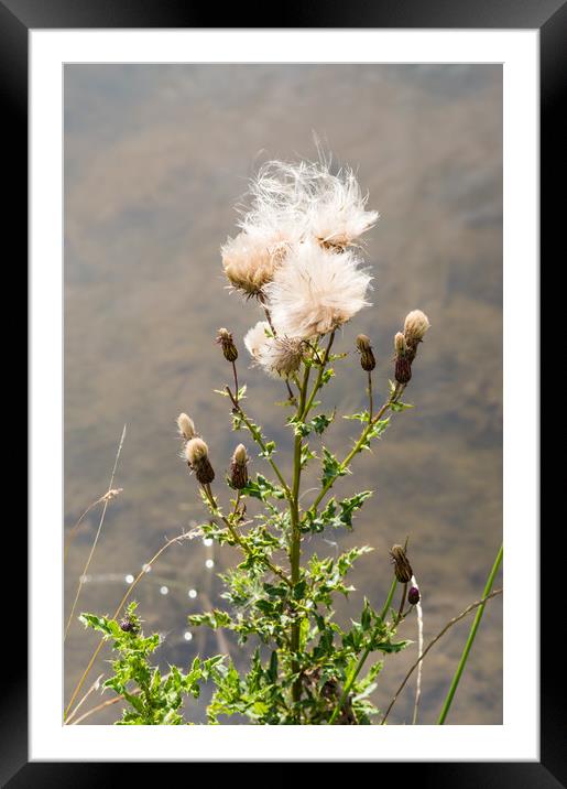 Seeding Thistle Framed Mounted Print by John Ellis