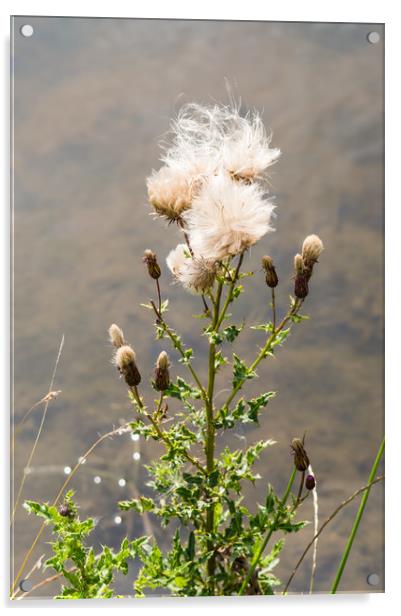 Seeding Thistle Acrylic by John Ellis