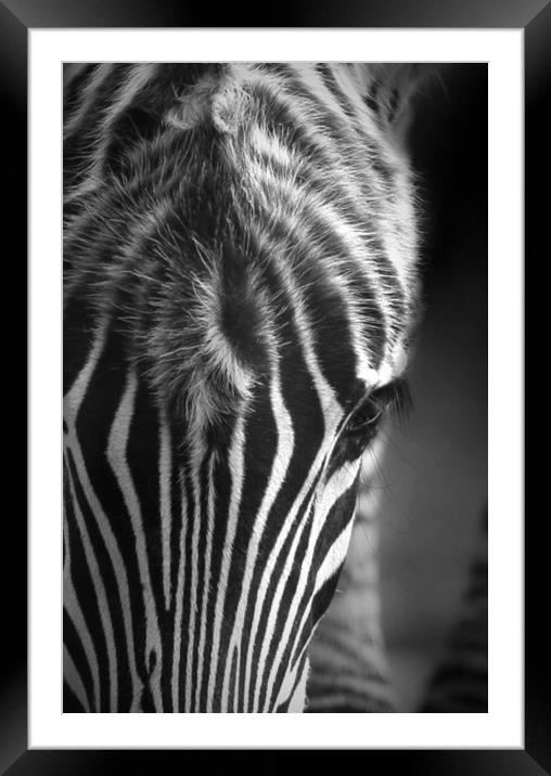 Zebra Framed Mounted Print by Paul Fine