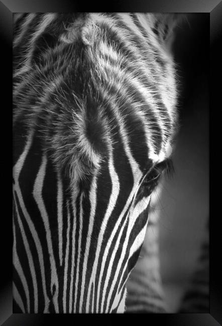 Zebra Framed Print by Paul Fine