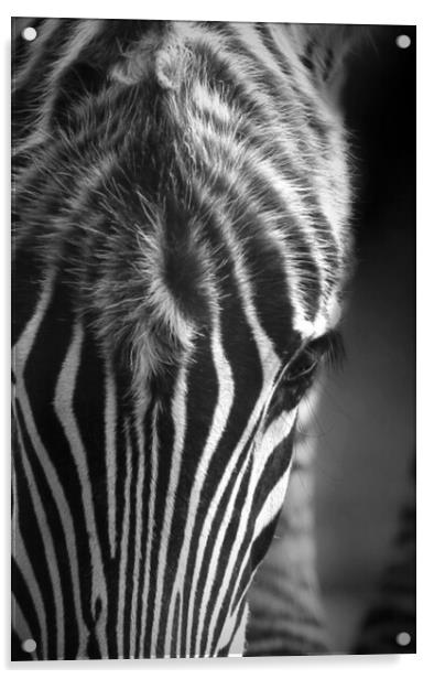 Zebra Acrylic by Paul Fine