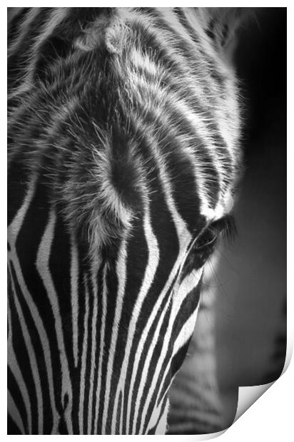Zebra Print by Paul Fine