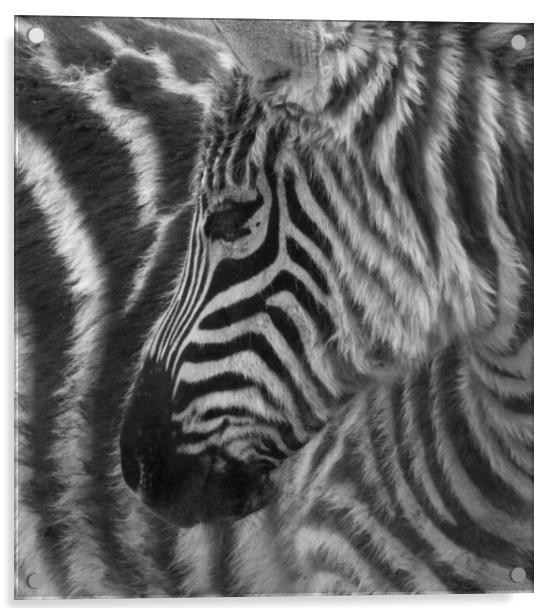 Striped Acrylic by Paul Fine