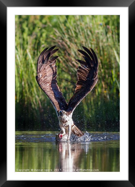 Osprey Framed Mounted Print by duncan speirs