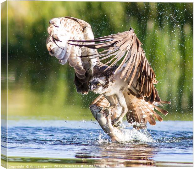 Osprey catch Canvas Print by duncan speirs