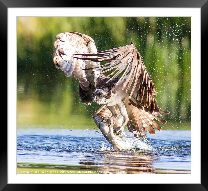 Osprey catch Framed Mounted Print by duncan speirs