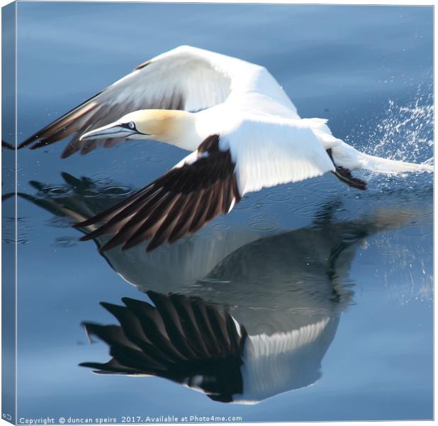 Gannet Canvas Print by duncan speirs