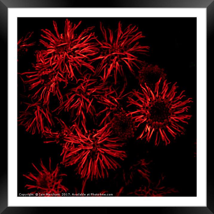 Red Plant Abstract Framed Mounted Print by Iain Merchant
