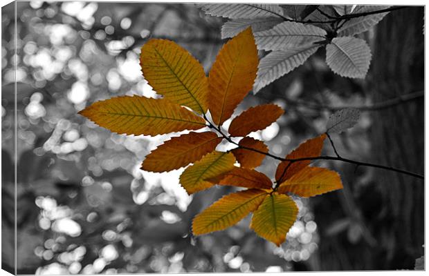 Hint of Autumn Canvas Print by Donna Collett