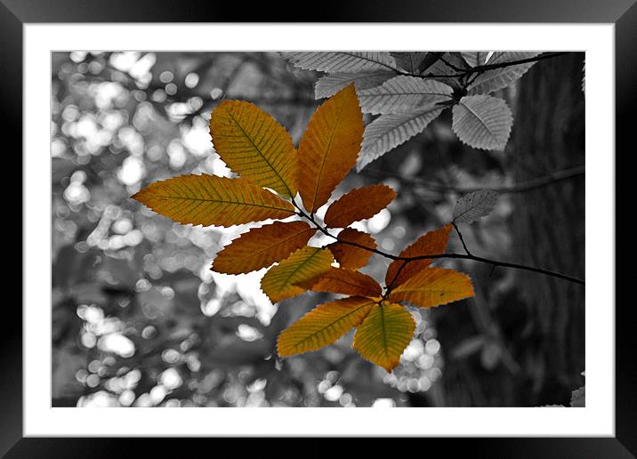 Hint of Autumn Framed Mounted Print by Donna Collett