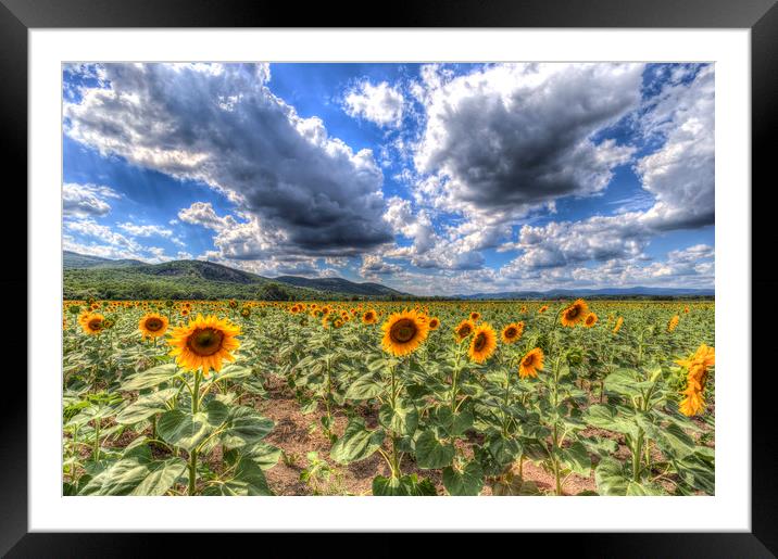 Summer Sunflower Landscape  Framed Mounted Print by David Pyatt