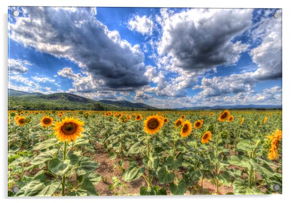 Summer Sunflower Landscape  Acrylic by David Pyatt
